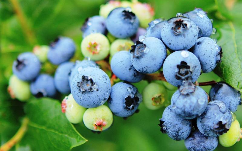 唯美水果蓝莓高清图片桌面壁纸下载
